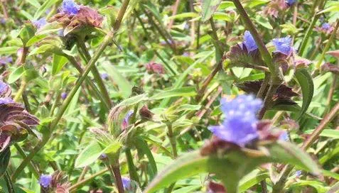 Miért Ecdysterone por annyira kölyök?