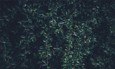 Mire használható az Uva Ursi levélkivonat?