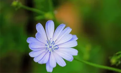 Hogyan kell bevenni az inulin port?